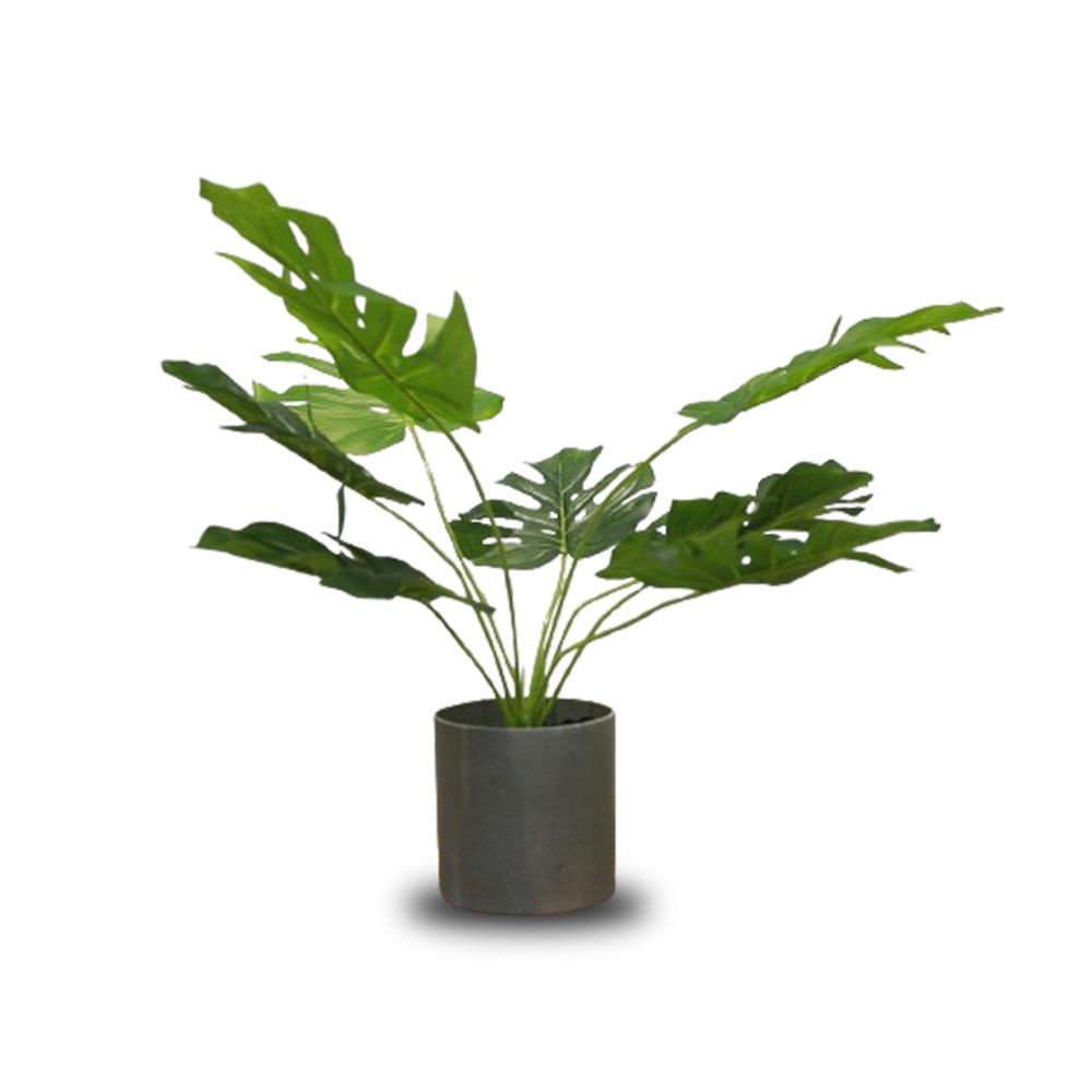 Mini Bonsai Deco Plant