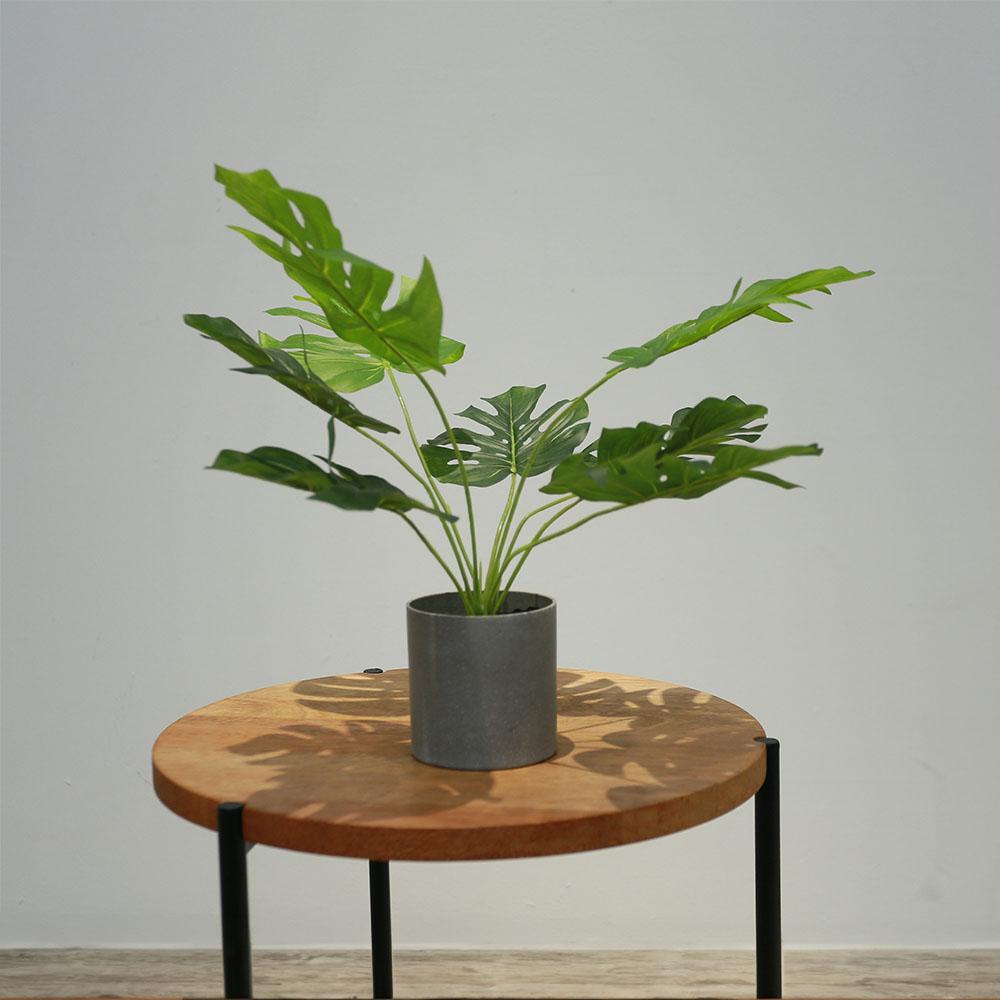 Mini Bonsai Deco Plant